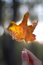 Close-up of a female hand holding a withered maple leaf on a blurred background of an autumn forest, selective focus