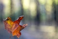 Close-up of a female hand holding a withered maple leaf on a blurred background of an autumn forest, selective focus