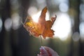 Close-up of a female hand holding a withered maple leaf on a blurred background of an autumn forest, selective focus
