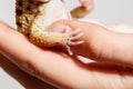 Close-up in a female hand a small gecko, a small foot of a gecko.