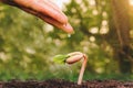 Close up female hand watering small tree Royalty Free Stock Photo