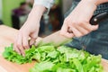 Close-up Female hands chopping a green plant salad cooking salad from vegetables on a wooden cutting board at home. The Royalty Free Stock Photo