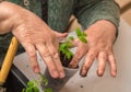 Close-up of female hands gently plant tomato seedlings in a pot with soil. Royalty Free Stock Photo