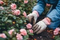 Close-up of female hands in gloves planting rose flower in soil