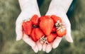 Close up of female hands hold and pick many fresh strawberries. Healthy rural organic harvest in the garden. Royalty Free Stock Photo