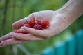 Close-up. Female hands hold red strawberries. On blurred background Royalty Free Stock Photo