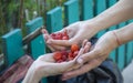 Close-up. Female hands hold red strawberries. On blurred background Royalty Free Stock Photo