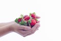 Female hands holding a bunch of delicious looking strawberries. Healthy food and lifestyle concept Royalty Free Stock Photo