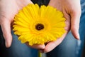 Close-up Of Female Hands Holding Gerbera Royalty Free Stock Photo