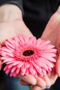 Close-up Of Female Hands Holding Gerbera Royalty Free Stock Photo