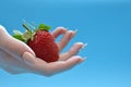 Close-up female hands are holding a huge, bright, juicy, freshly picked red strawberry. Blue background. Royalty Free Stock Photo
