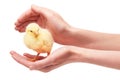 Close up of female hands holding small yellow chicken Royalty Free Stock Photo