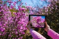 Close-up of female hands holding tablet PC with floral background. Unknown tourist with a digital tablet camera takes pictures of Royalty Free Stock Photo