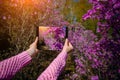 Close-up of female hands holding tablet PC with floral background. Unknown tourist with a digital tablet camera takes pictures Royalty Free Stock Photo