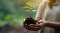 Close up of female hands holding young plant in soil with sunlight. Royalty Free Stock Photo