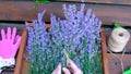 Close-up female hands making bouquets of lavender outdoors. Unrecognizable confident woman holding flowers sitting on