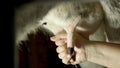 Close up female hands milking a cow. Royalty Free Stock Photo