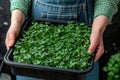 Close up of female hands taking care of small microgreens plant. Greenhouse seedlings Royalty Free Stock Photo