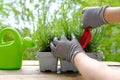 close-up of female hands transplant seedlings from plastic container for seedlings on terrace, young lavender plants, gardener Royalty Free Stock Photo