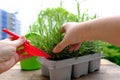 close-up of female hands transplant seedlings from plastic container for seedlings on terrace, young lavender plants, gardener