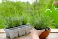 close-up of female hands transplant seedlings on terrace, young lavender plants, gardener in holds plant prepared for
