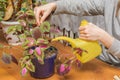 Close-up of female hands watering a house flower from a yellow watering can. Plant care. Horizontal photo, cropped photo