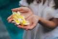 Close up of female hands with white and yellow plumeria, frangipani flower in palms Royalty Free Stock Photo