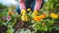 Close-up of female hands in yellow rubber gloves planting colorful flowers into the soil in home garden. Gardener