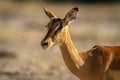 Close-up of female impala turning to camera