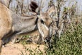 female kudu buck eating green leaves