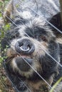 Close up of female Kunekune pig behind fence Royalty Free Stock Photo