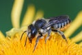 Closeup of a female leafcutter bee, Megachile, in the garden