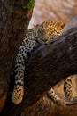 Close-up of female leopard asleep in a tree