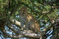 Close-up of female leopard sitting on branch Royalty Free Stock Photo