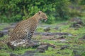 Close-up of female leopard sitting among rocks Royalty Free Stock Photo
