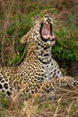 Close-up of female leopard yawning in bushes