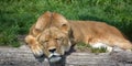 Close up Female lion is one of the four big cats