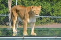 Close up Female lion is one of the four big cats