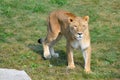 Close up Female lion is one of the four big cats