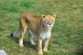 Close up Female lion is one of the four big cats