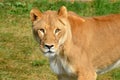 Close up Female lion is one of the four big cats