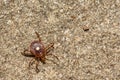 Lone Star Tick - Amblyomma americanum