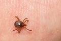 Lone Star Tick - Amblyomma americanum Royalty Free Stock Photo