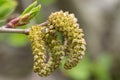 Close up on female catkins of the Alnus maximowiczii