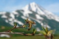 A close up of female and male catkins of green alder Alnus alnobetula subsp. fruticosa or Alnus viridis subsp. fruticosa