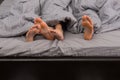 Close up of female and male feet under grey blanket Royalty Free Stock Photo