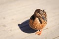 Close-up of female Mallard duck, Anas platyrhynchos Royalty Free Stock Photo