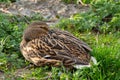 Close up of a female mallard duck sleeping in the grass, anas platyrhynchos Royalty Free Stock Photo