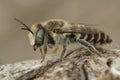 Close up of a female Megachile pilidens, a leafcutter bee of Southern France