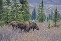 Portrait of a female Moose feeding on shrubs in Denali National Park. Royalty Free Stock Photo